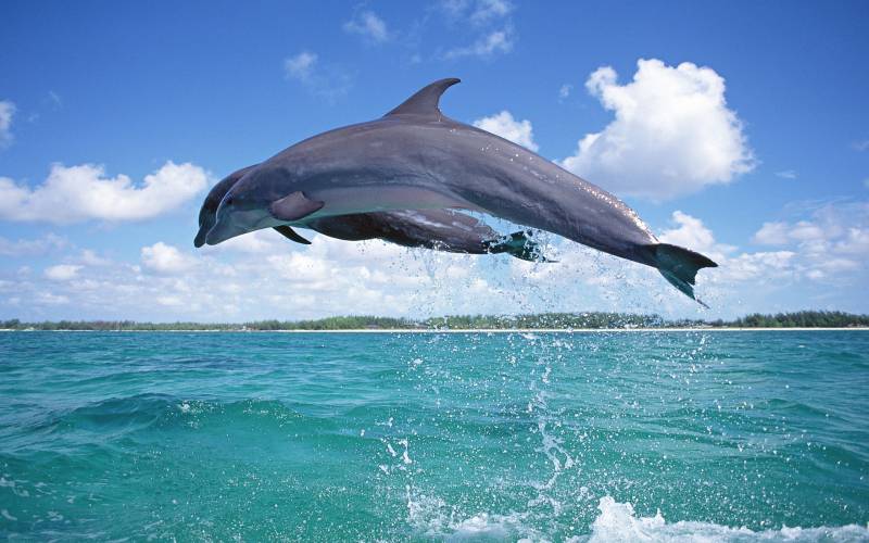 点击大图看下一张：跃出海面欢快洒脱的海豚