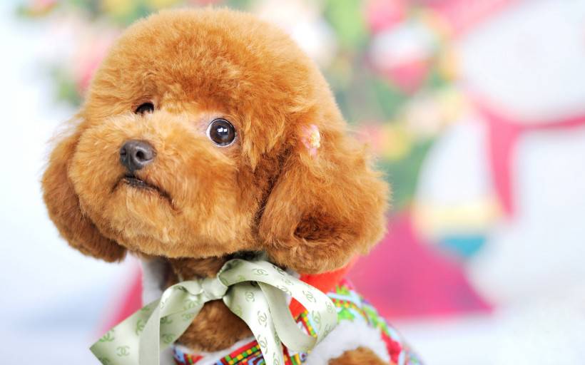点击大图看下一张：玩具贵宾犬图片可爱迷人