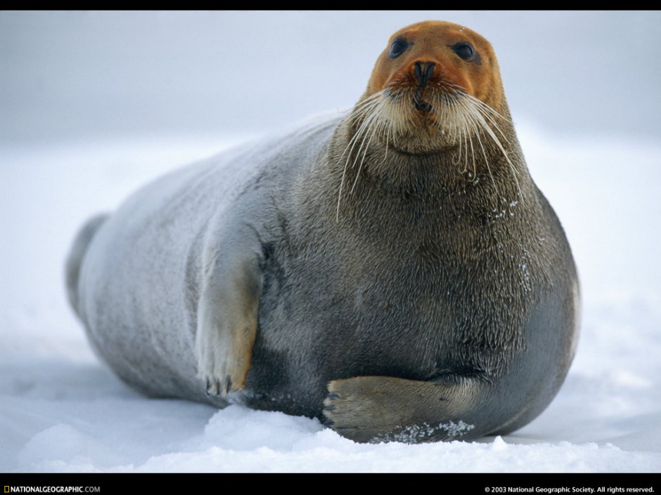 点击大图看下一张：体态肥硕的象海豹图片