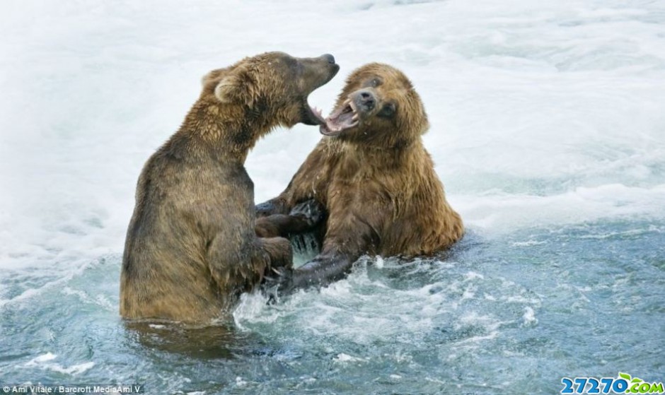 点击大图看下一张：阿拉斯加灰熊争夺捕捉鲑鱼最佳位置大打出手