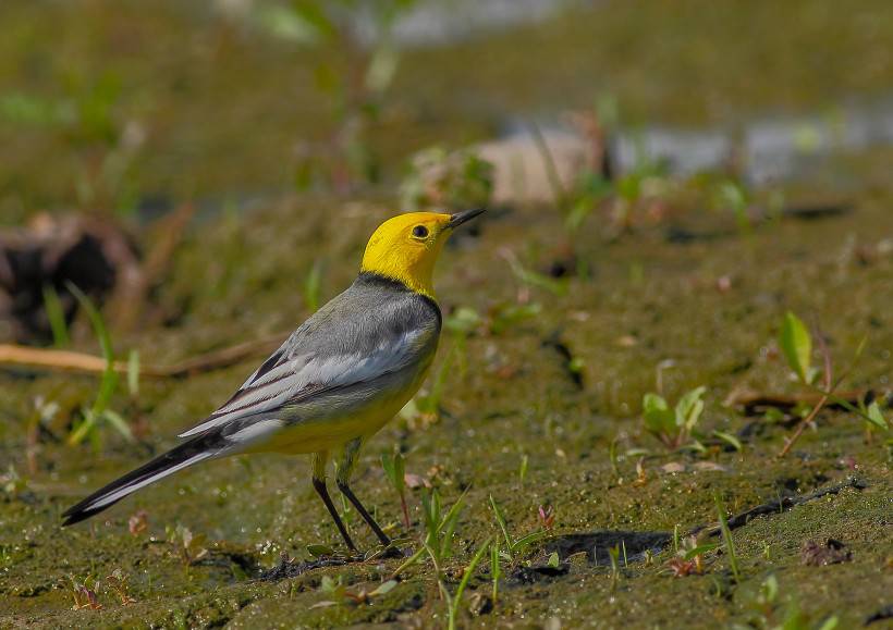 点击大图看下一张：可爱的鸟类黄头鹡鸰图片