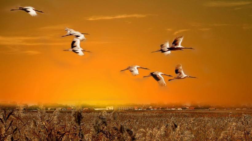 点击大图看下一张：田野休闲的丹顶鹤图片