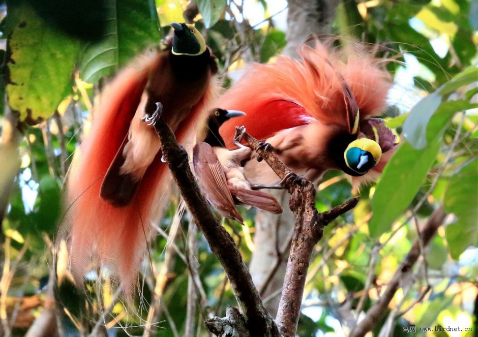 点击大图看下一张：树枝上的印尼天堂鸟图片