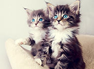 蓝眼挪威森林猫幼崽图片壁纸