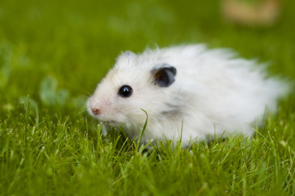 点击大图看下一张：可爱小白鼠毛茸茸图片