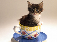 最萌茶杯猫图片壁纸大全