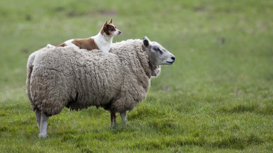 点击大图看下一张：绵羊图片大全可爱草原动物壁纸