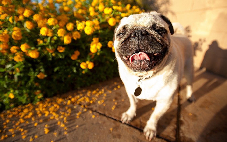点击大图看下一张：搞笑可爱的狗狗微笑图片