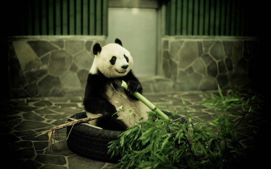 点击大图看下一张：中国国宝熊猫萌萌哒图片