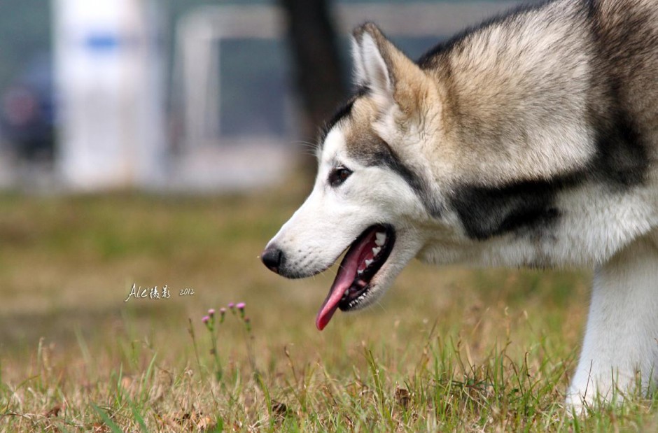 点击大图看下一张：纯血阿拉斯加犬高清晰特写图片