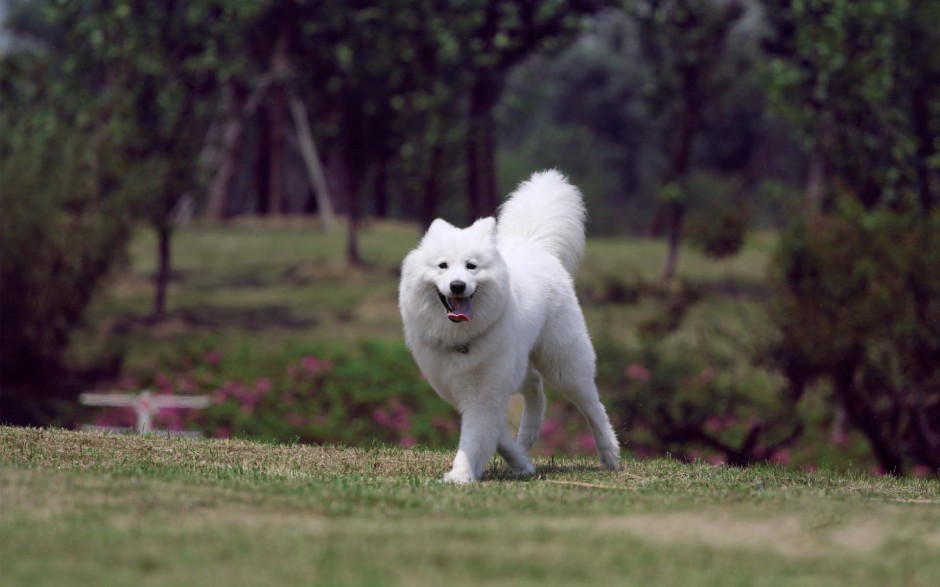 点击大图看下一张：纯种萨摩耶犬户外活泼好动图片