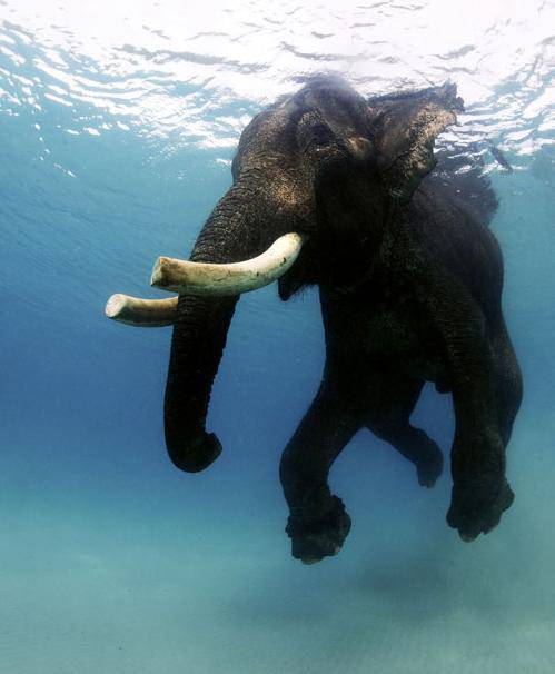 点击大图看下一张：最后一头水中游泳大象：古老文化成过去