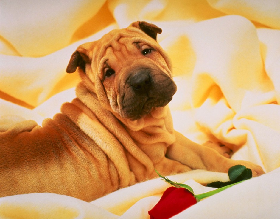 点击大图看下一张：沙皮犬的高清唯美图片