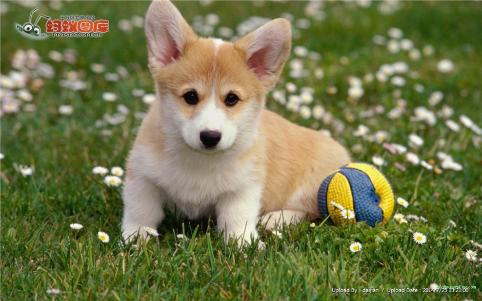 点击大图看下一张：草地上趴着的秋田犬幼犬图片