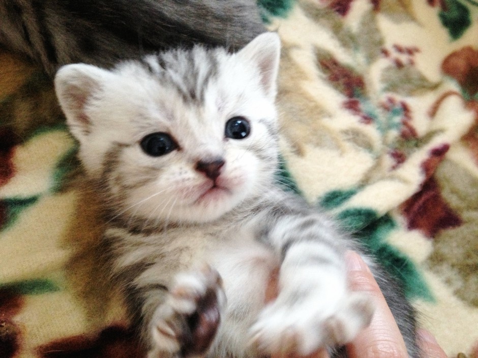 点击大图看下一张：刚出生的小猫虎斑猫图片