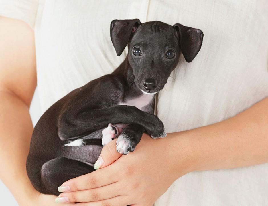点击大图看下一张：可爱小巧的意大利灵缇犬图片