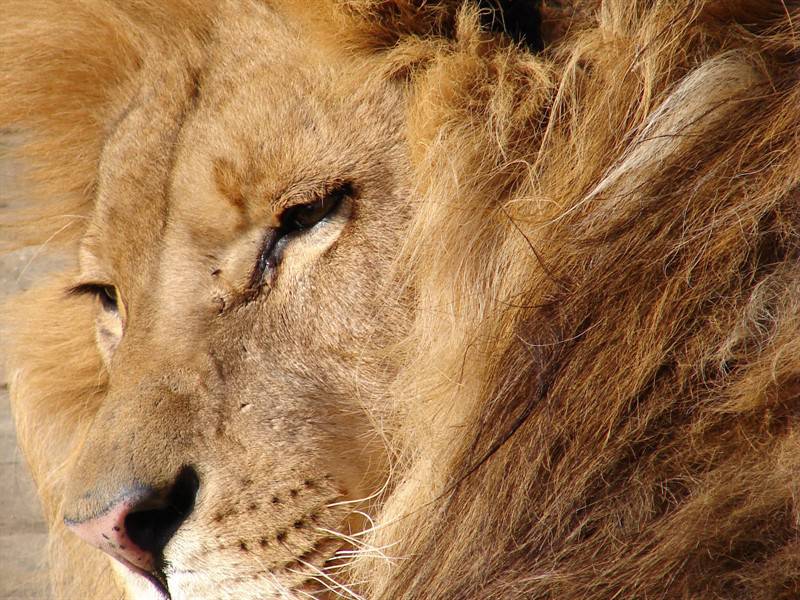 点击大图看下一张：老虎狮子野生食肉动物图片合集