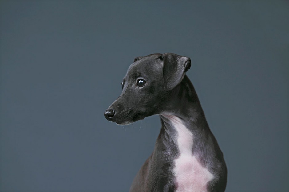 点击大图看下一张：意大利灵缇犬眼神机灵可爱图片