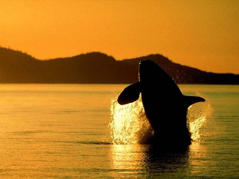 点击大图看下一张：鲸鱼帅气跃水面高清组图