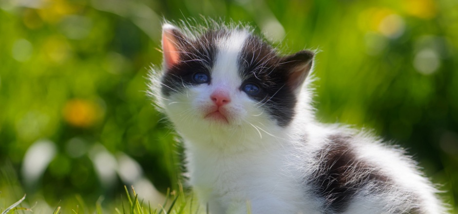 点击大图看下一张：可爱的小花猫高清摄影图片