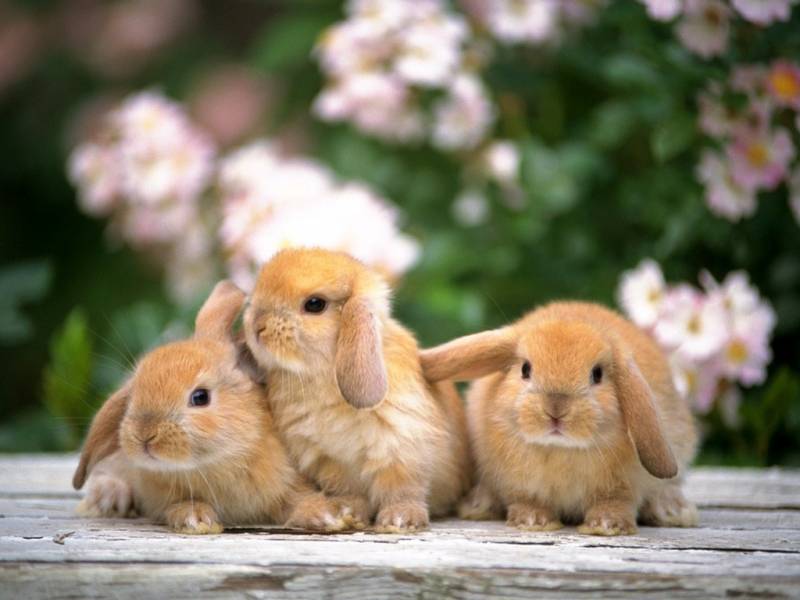 点击大图看下一张：可爱乖巧的小兔子高清壁纸