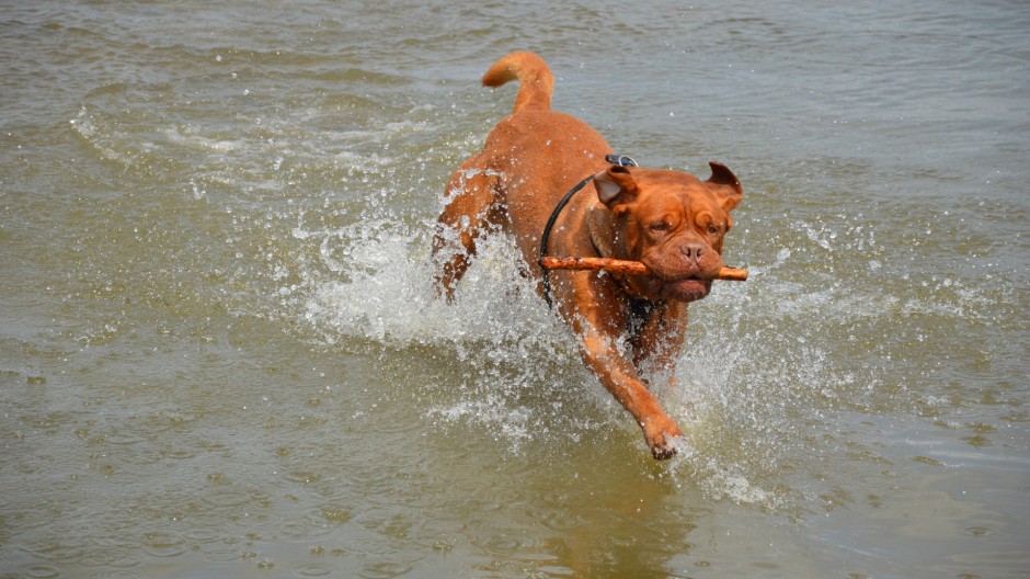 点击大图看下一张：狗狗图片搞笑活泼的波尔多犬