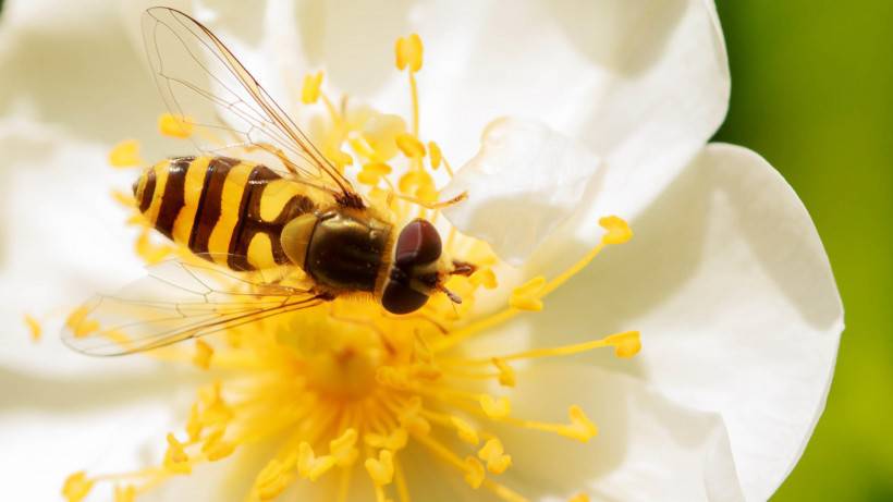点击大图看下一张：花丛中忙碌飞舞的小蜜蜂图片