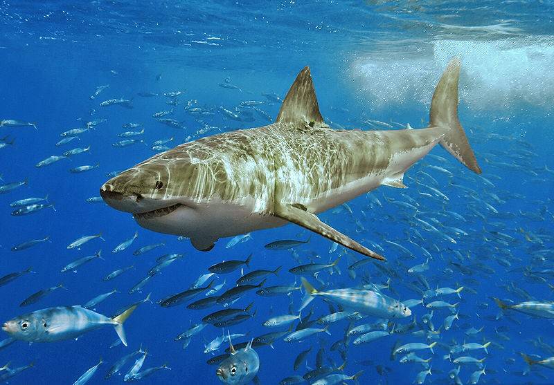 点击大图看下一张：海底大鲨鱼图片壁纸