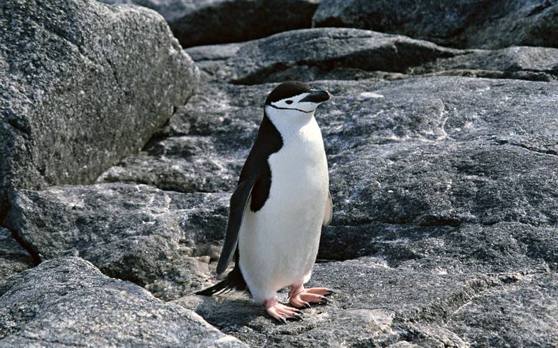 点击大图看下一张：高清南极企鹅动物图片