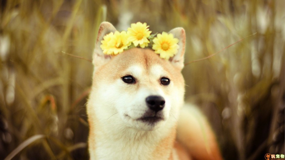 点击大图看下一张：最漂亮日本秋田犬唯美图片壁纸