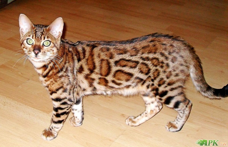 点击大图看下一张：体型匀称的纯种豹猫图片