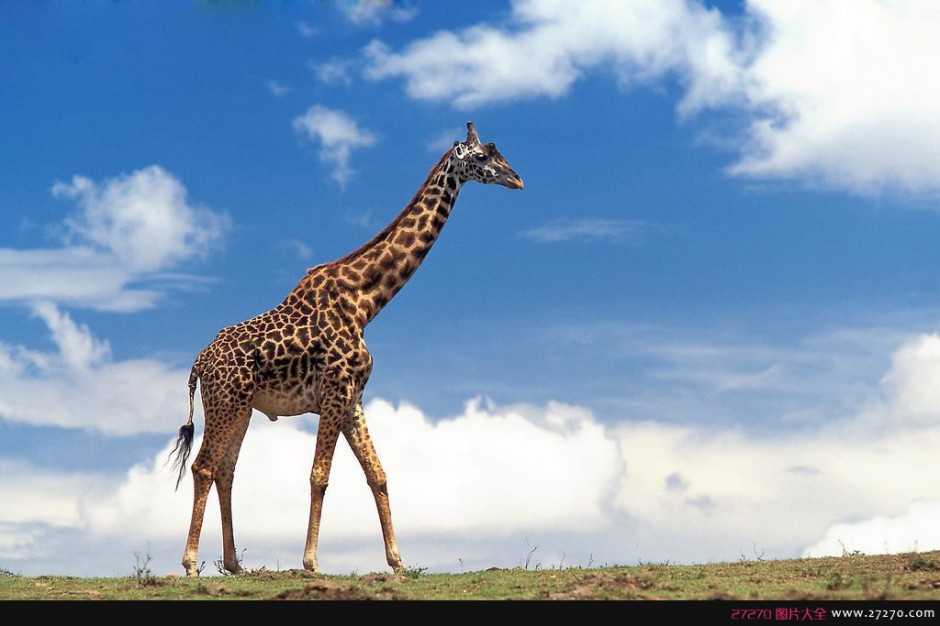 点击大图看下一张：世界上现存最高的陆生动物-长颈鹿