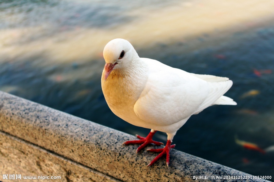 点击大图看下一张：姿态优雅高贵的红爪白色信鸽图片