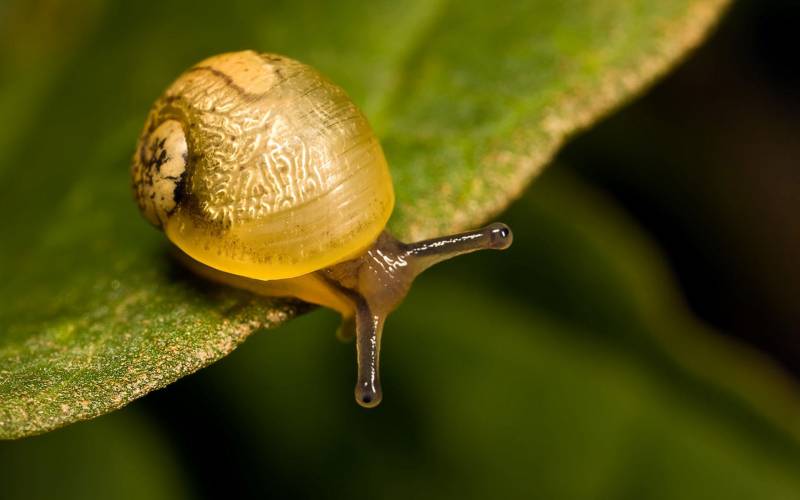 点击大图看下一张：勤奋的蜗牛自然可爱高清图片