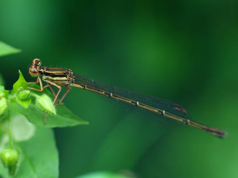 点击大图看下一张：水蜻蜓豆娘护眼图片