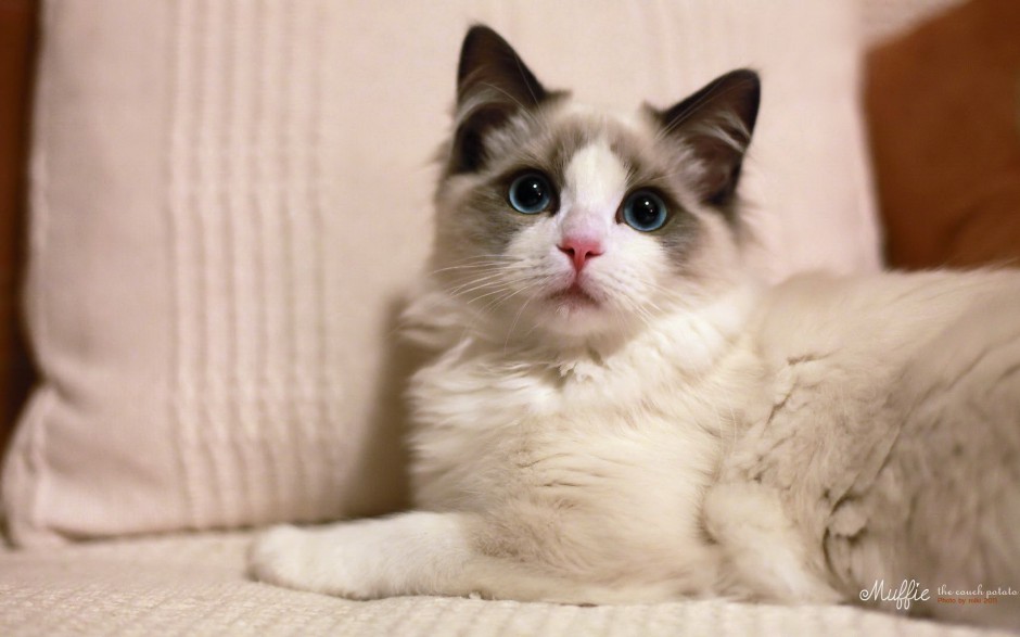 点击大图看下一张：最贵的布偶猫图片欣赏
