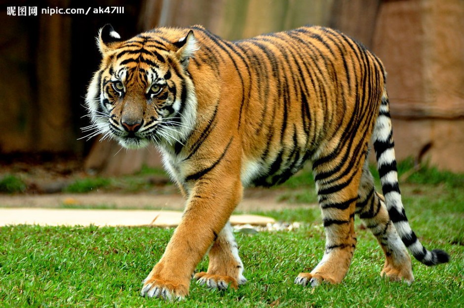 点击大图看下一张：沉稳霸气的森林野兽孟加拉虎图片