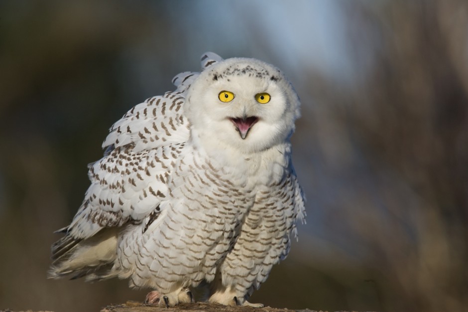 点击大图看下一张：可爱猫头鹰纯白色雪鸮图片