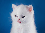 呆萌可爱的蓝眼白猫图片