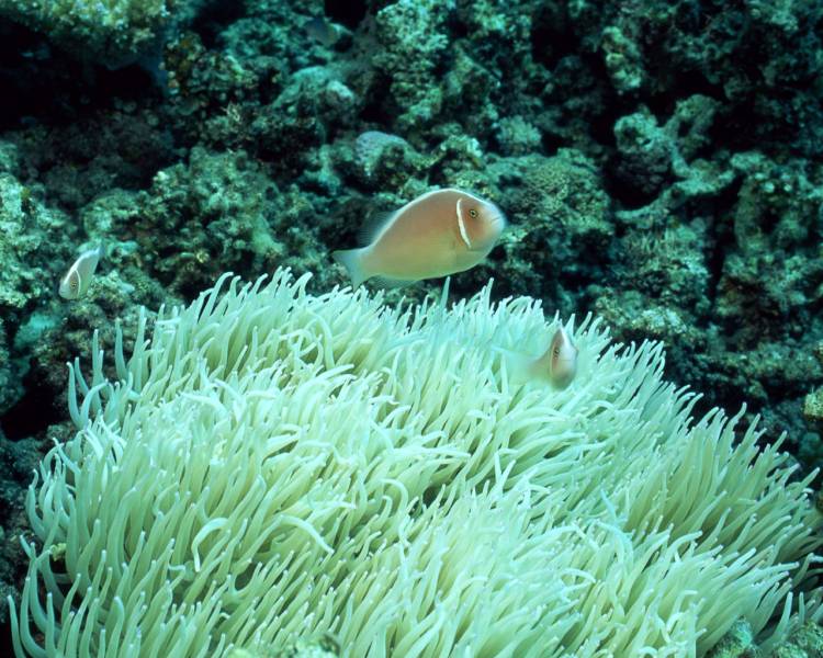 点击大图看下一张：千奇百怪的珊瑚海葵组图