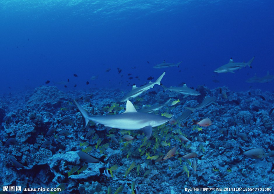 点击大图看下一张：海底畅游的小鲨鱼图片