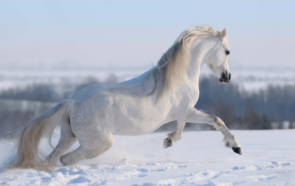 点击大图看下一张：雪地上奔跑的白马图片