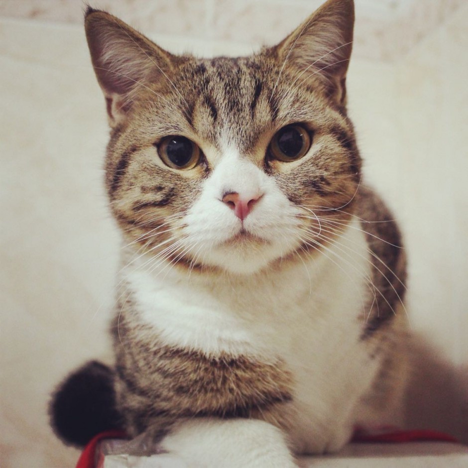 点击大图看下一张:纯种美国短毛猫图片大全