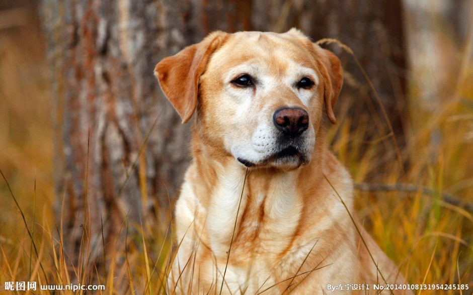 点击大图看下一张：黄色拉布拉多犬忧郁表情图片