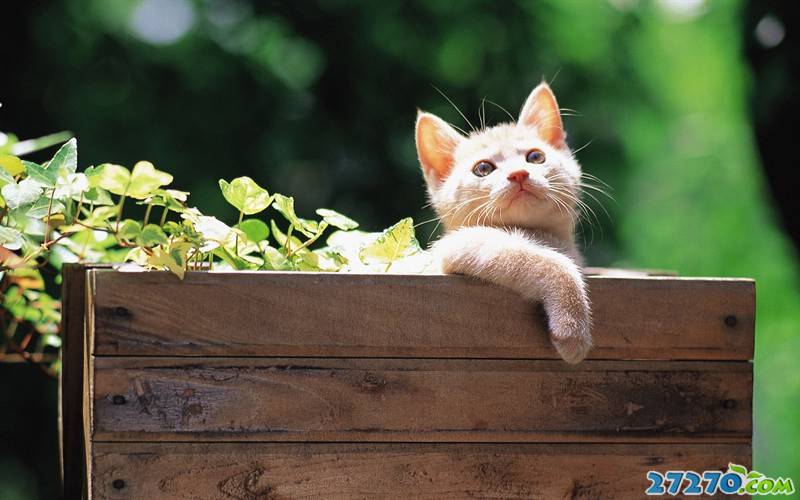 点击大图看下一张：后院二只可爱的猫咪
