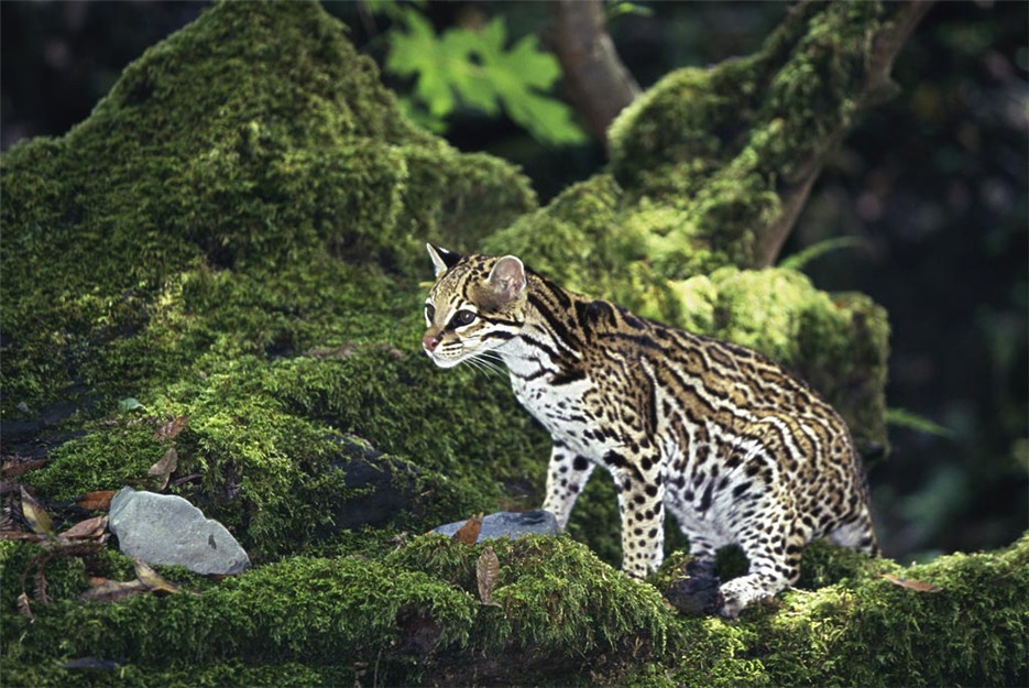 点击大图看下一张：我国野生豹猫高清图片欣赏