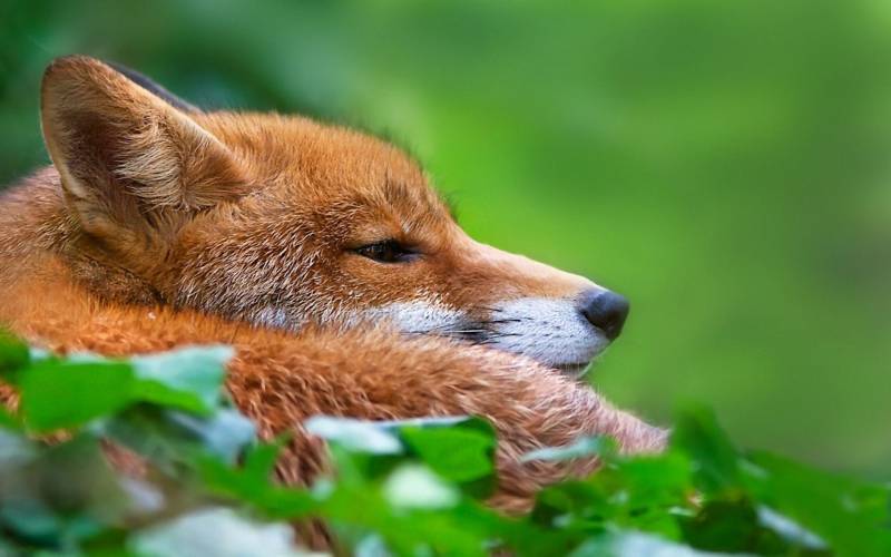 点击大图看下一张：身手敏捷的狐狸高清图片欣赏