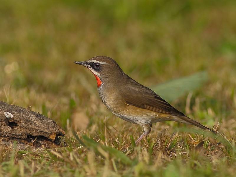 点击大图看下一张：观赏鸟类红点颏高清图片