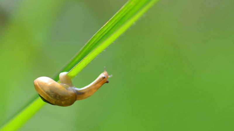 点击大图看下一张：努力奋斗的蜗牛可爱动物大图