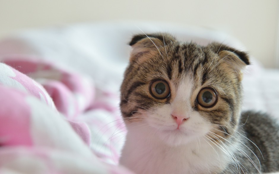 点击大图看下一张:可爱折耳猫求抱抱图片